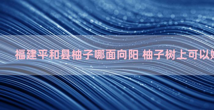 福建平和县柚子哪面向阳 柚子树上可以嫁结柿子吗